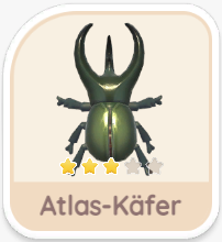 Atlas-Käfer