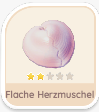 Flache Herzmuschel