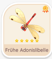 Frühe Adonislibelle