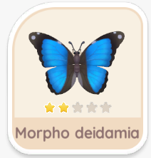 Morpho deidamia