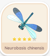 Neurobasis chinensis