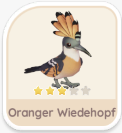 Orangener Wiedehopf